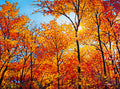 Batchewana Gold 30" by 40"
